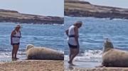 “¿Qué nos está pasando?”: el peligroso acercamiento de una mujer a un elefante marino