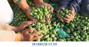 Olivicultura en San Juan: pese a la caída del 30% en la producción, proyectan un 2026 positivo