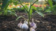 Pocos lo saben: qué significa y para qué sirve colocar dientes de ajo alrededor de las plantas del jardín
