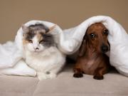 Lo que realmente le ocurre a tu perro y gato cuando escuchan fuegos artificiales