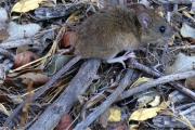 Aumentaron los casos de hantavirus en el país: hay menos en Patagonia, pero son más letales
