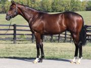 $1.3 millones: El hermano completo de Rachel Alexandra (Epic dOro) hace su debut este sábado en Gulfstream Park
