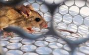 Confirmaron un caso positivo de hantavirus en Olavarría