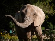 Murió Kenya, la última elefanta en cautiverio que tenía la Argentina y había enviado a un santuario en Brasil