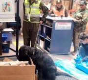 Thiago, un can entrenado, frustra envío de cocaína camuflada en cinturones rumbo a Australia