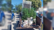 Cuatro personas fueron detenidas cuando trasladaban 25 plantas de marihuana en un carro