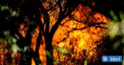 Balance Conaf: sectores poblados de 5 regiones permanecen con Alerta Roja por incendios forestales