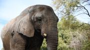 Falleció Kenya, la última elefanta en cautiverio en la Argentina: tenía 44 años