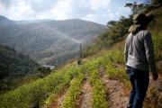 Gobierno anuncia más erradicación y un nuevo estudio sobre el consumo legal de la hoja de coca