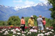 Después de los tulipanes, Trevelin vuelve a estar en flor: el mar de peonías que pintan el valle