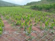 Granizada en Entre Ríos daña los cultivos de durazno y maíz