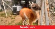 Murió el guanaco que criaban en una casa para vender