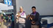 Rescatan a cinco perros con lesiones y que eran transportados en buses
