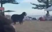 El conmovedor video de un perro que intentó salvar a su dueño del tiroteo en Bondi Beach