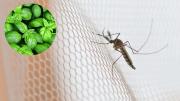 Cómo alejar a los mosquitos de tu habitación usando un poco de albahaca: repelente casero efectivo