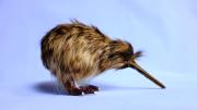 La única especie de ave con las alas más pequeñas del mundo existe: no vuela y se parece a un kiwi