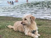 Neuquén ya tiene sectores pet friendly en todos sus balnearios, enterate dónde están