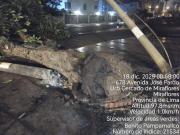 ¿Por qué cayó un enorme árbol sobre una camioneta en Miraflores? VIDEOS