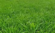 Pergamino: advierten sobre un hongo en festuca que puede afectar la ganadería