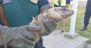 Sorpresa en La Bebida por la aparición de un lagarto en una casa