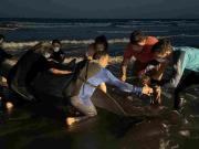 Qué es el zifio, uno de los animales más raros del mundo visto en San Clemente del Tuyú