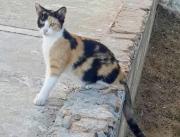 Familia de Isla Dorada busca desesperadamente a Cookie: Una gatica de apoyo emocional