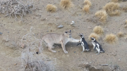 Los pumas comenzaron a comer pingüinos en la Patagonia: ¿qué les está pasando?