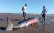 ¡Sorpresa! Hallan un zifio en La Costa, uno de los cetáceos menos conocidos del mundo: lo estudian en la UNLP