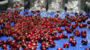 Clima impacta la producción de cerezas y obliga a ajustar proyecciones de envíos a China