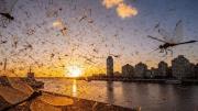Invasión de libélulas en Montevideo: ¿Pueden llegar a Buenos Aires?