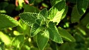 Menta o hierbabuena: la planta sanadora que todos tienen en casa, pero pocos aprovechan sus beneficios