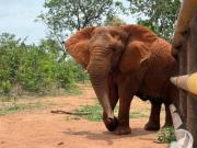 Qué dice el informe preliminar sobre la muerte de Kenya, la última elefanta que vivió en cautiverio en la Argentina