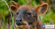 La llaman Orejotas: captan a una pudú hembra con tres orejas en el Parque Tepuhueico de Chiloé