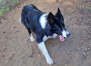 Por qué las mascotas no deben ingresar a los Parques Nacionales