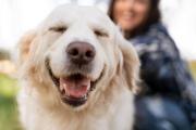 ¿Humanos y golden retrievers comparten raíces genéticas? Así lo afirma un estudio