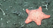 Volvió la expedición del Conicet y encontraron otra “estrella culona” muy particular en el fondo del mar Argentino