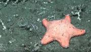 En una nueva expedición del CONICET en el fondo del mar, encuentran otra estrella “culona”