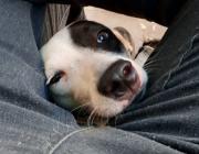 Solicitan ayuda urgente para encontrar a Noha