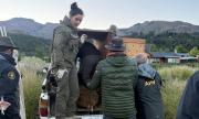 Newenche está a salvo: así fue el operativo para reubicar al huemul que apareció en San Martín De Los Andes