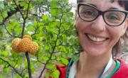 Sorpresivo hallazgo en la Patagonia: una becaria del CONICET descubrió dos hongos que no crecen en ninguna otra parte del mundo