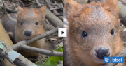 ¿Kid Pudú? Captan a cría de apenas dos días de vida en Villarrica: pesa menos de un kilo