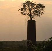 El árbol de la chimenea