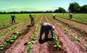 Efecto de la baja de las retenciones: el agro, con menos peso en la mochila fiscal