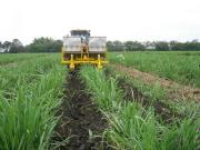 En el último lustro se precisó una media de tres bolsas de azúcar para comprar 100 kg de urea