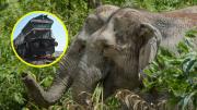 Siete elefantes mueren tras ser atropellados por un tren de pasajeros en la India: Cinco vagones terminaron descarrillados