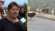 Está internada en estado grave: Adulta mayor recibe 25 mordeduras en ataque de jauría de perros en Valparaíso