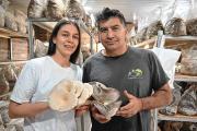 Los secretos de la producción de hongos en la Patagonia: la magia del mundo fungi tiene mucho potencial para ofrecer