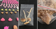 Operativo antidroga en La Plata y Ensenada: todas las fotos del cristal, éxtasis y los hongos secuestrados