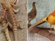 Incautaron en La Matanza más de 200 animales exóticos y en extinción que eran vendidos por redes sociales