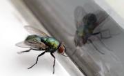 Trucos caseros para eliminar las moscas de verano: fáciles y económicos